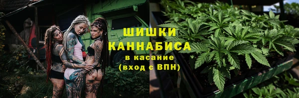 индика Ельня