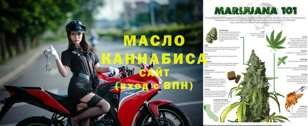 индика Ельня